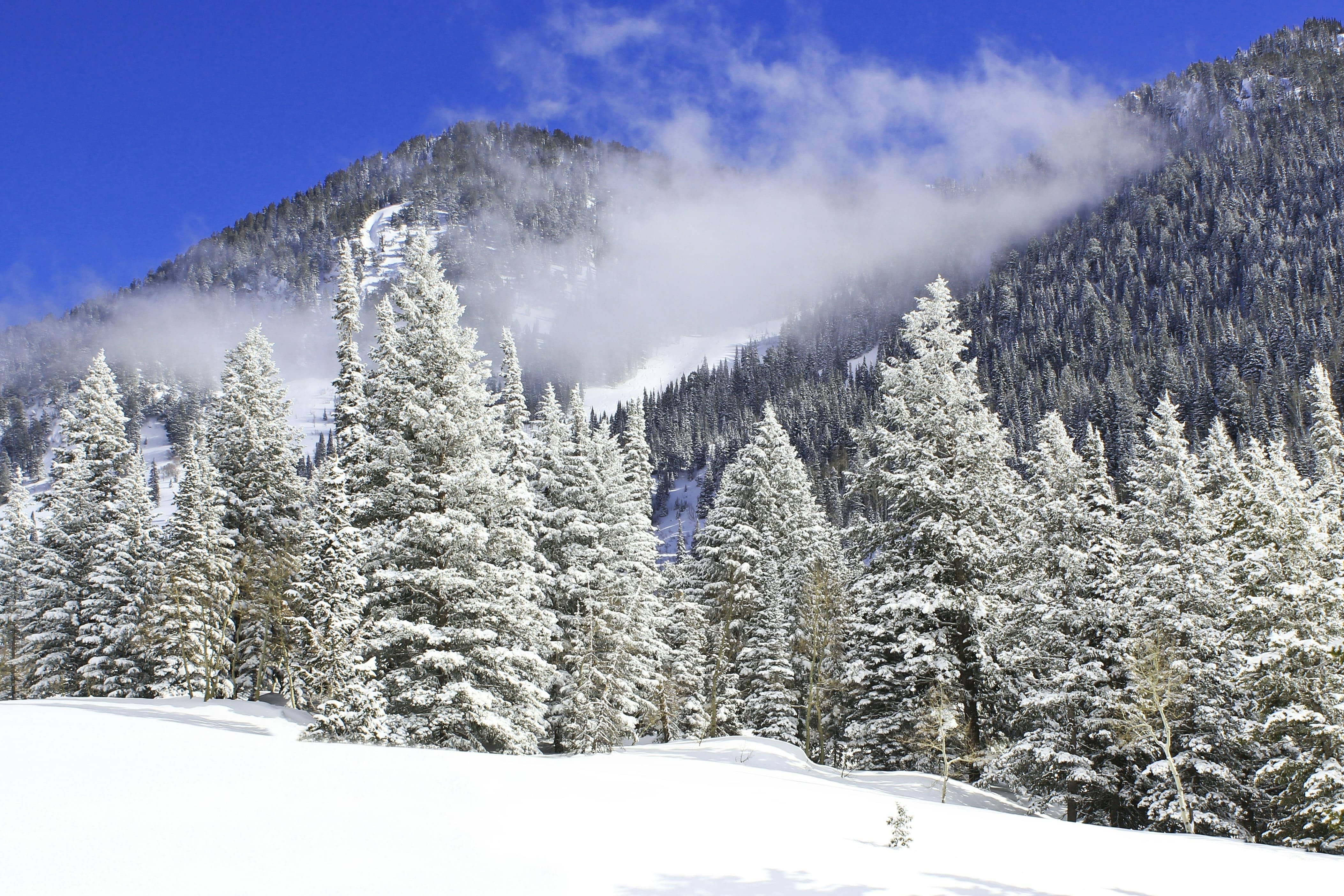 Snow and pine trees in Tahoe, California