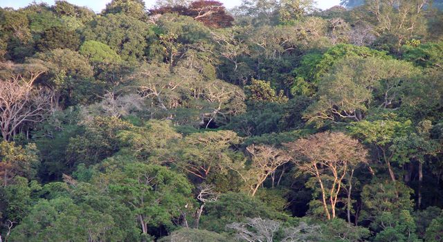 NASA, Partner Space Agencies Measure Forests In Gabon